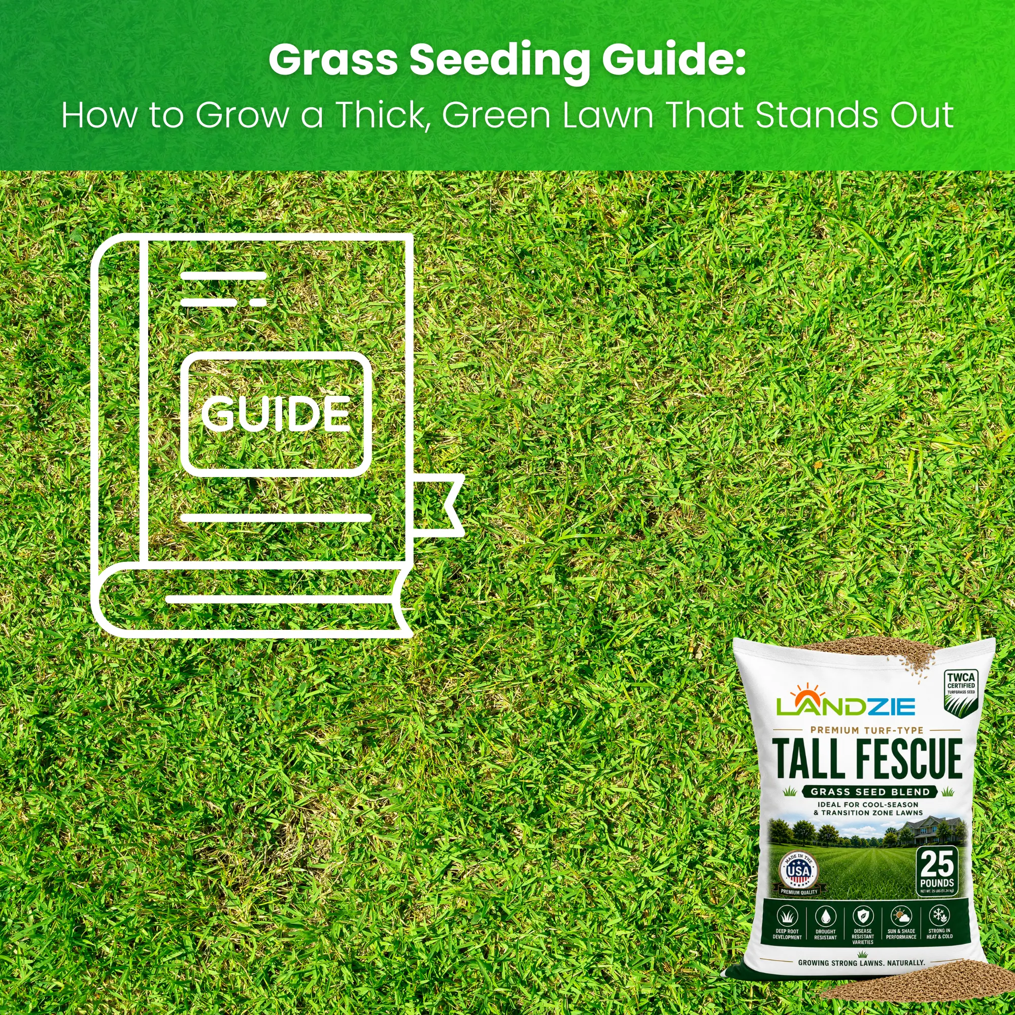 Grass Seeding Guide: How to Grow a Thick, Green Lawn That Stands Out