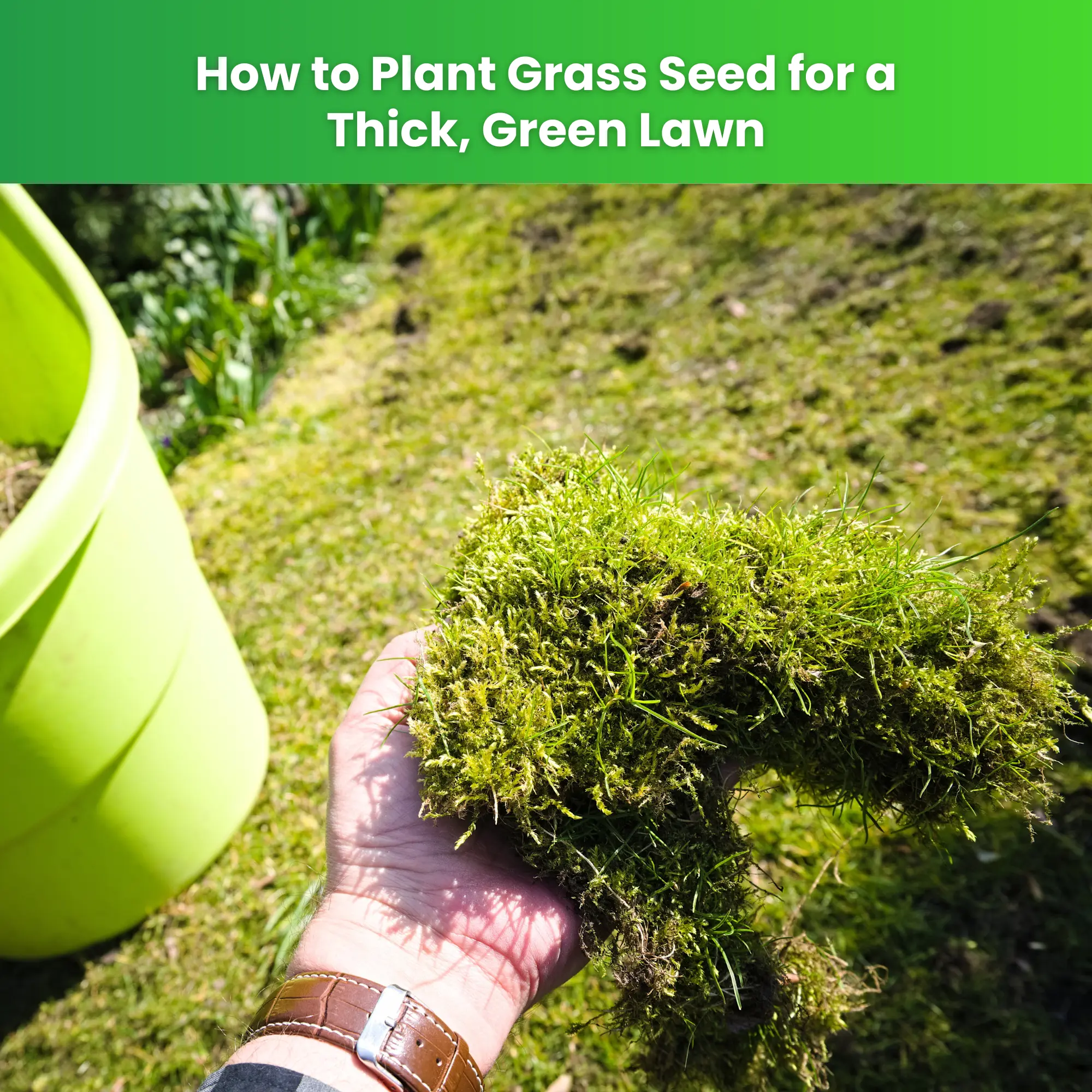 Best Time to Aerate Your Lawn Based on Where You Live | Landzie