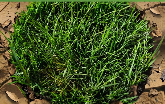Scorched to Smooth: How to Resurrect a Sun-Baked Lawn This Month